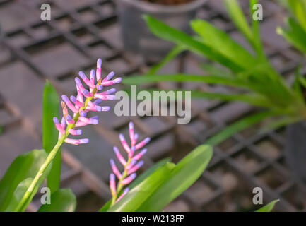 Belles fleurs rose et violet ou l'Aechmea gamosepala Wittm. cv. Allumettes. dans jardin. Banque D'Images