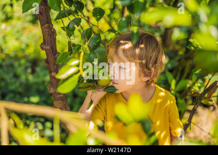 Cute boy dans le jardin recueille des tangerines Banque D'Images