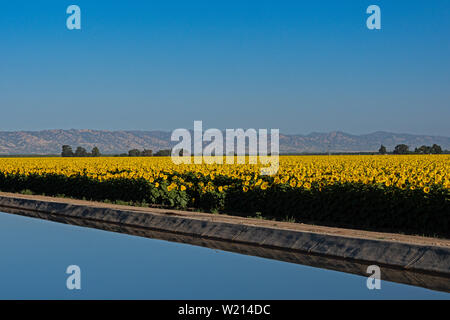 Les champs de tournesols Dixon en Californie Banque D'Images