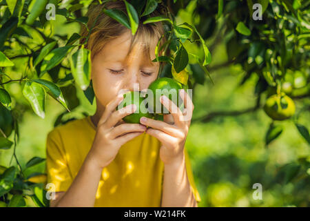 Cute boy dans le jardin recueille des tangerines Banque D'Images