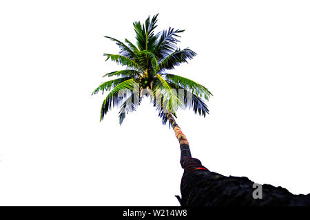 Les cocotiers isolé sur un fond blanc avec chemin de détourage. Banque D'Images