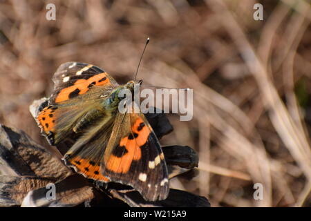 Beautiful indian red admiral (vanessa indica) papillon. Banque D'Images