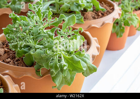 Salade de légumes vert ou Mesembryanthemum crystallinum dans le pot de plastique Banque D'Images