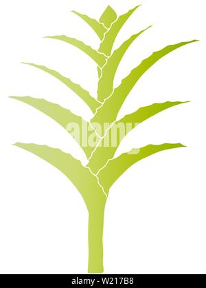 Hand drawn vector Aloe Vera ou Aloe Barbadensis Mill, Star cactus, Aloin, Jafferabad, la Barbade isolé sur fond noir. Décrire l'icône floral. Alte Illustration de Vecteur