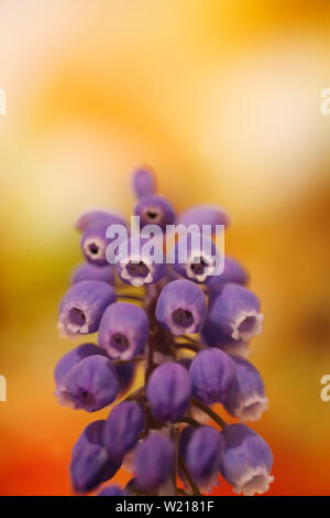 Fleur sauvage elephants macro fond fine art dans des impressions de haute qualité 50 mégapixels muscari neglectum famille asparagacées Banque D'Images