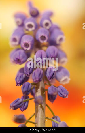 Fleur sauvage elephants macro fond fine art dans des impressions de haute qualité 50 mégapixels muscari neglectum famille asparagacées Banque D'Images