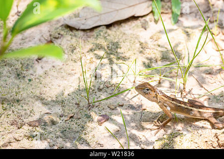 Petit lézard à longue queue branches jette sur le sol. Banque D'Images