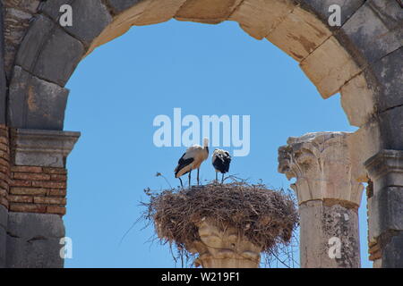Ruines romaines à Volubilis, Maroc avec nid de cigognes sur la colonne Banque D'Images