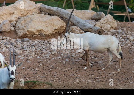 Un oryx d'arabie (Oryx leucoryx) résident en danger critique de la région du Golfe se trouve dans le sable chaud du désert près d'un trou d'eau à Al Ain, United UN Banque D'Images