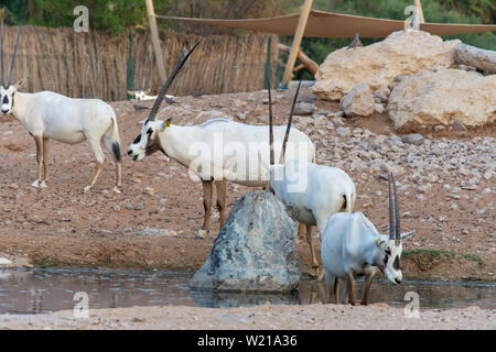 Un groupe d'oryx d'arabie (Oryx leucoryx) résident en danger critique de la région du Golfe se trouve dans le sable chaud du désert près d'un trou d'eau à Al Ain Banque D'Images