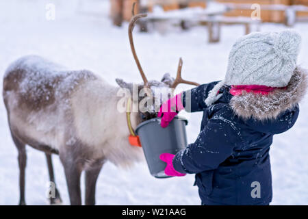 Petite fille dans un manteau d'hiver chaud rennes alimentation en hiver, la région de Tromso, dans le Nord de la Norvège Banque D'Images