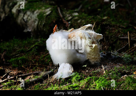 La moisissure blanche sur un agaric fly in forest Banque D'Images