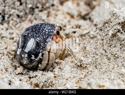 Coenobita rugosus, connu sous le nom de l'Ermite, lorgnant de shell, d'observer les environs grâce à flagelle et antennes. La famille des Paguroidea crustacé Banque D'Images