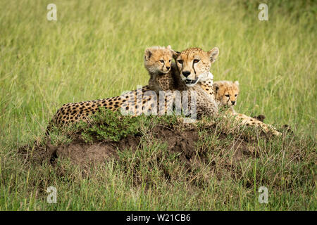 Un guépard femelle se trouve sur une termitière dans une plaine herbeuse avec ses deux petits assis à côté. Ils ont tous un pelage brun couvert de points noirs mais Banque D'Images