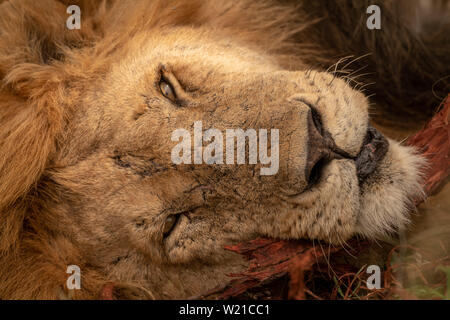 Un lion mâle repose sa tête sur un journal. Ses yeux sont à moitié ouverts, et il a plusieurs cicatrices sur son visage. Banque D'Images