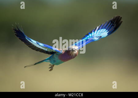 Un lilac-breasted roller avec ses ailes soulevées survole le savannah contre un arrière-plan flou vert, regard vers la caméra. Il a une turquoise Banque D'Images