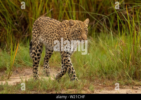 Femme leopard, Selonyana's Cub, marcher dans l'herbe en Vumbera Delta de l'Okavango au Botswana Banque D'Images