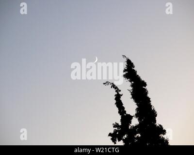 Silhouette d'un arbre haut contre ciel du soir pointant sur le croissant de la lune. Banque D'Images