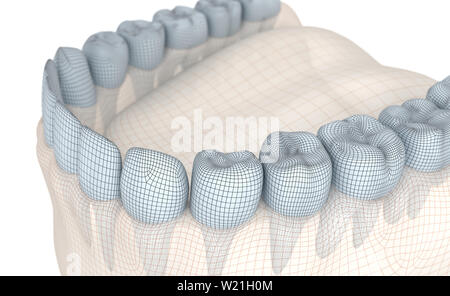 Gum bouche et des dents. Modèle 3D sur le fil blanc sur l'illustration Banque D'Images