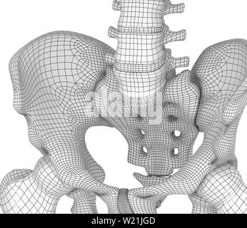 Zone pelvienne anatomie , backside, en 3D render Banque D'Images