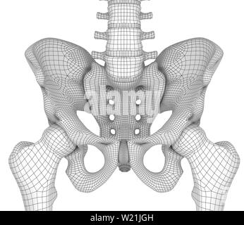 Zone pelvienne anatomie , backside, en 3D render Banque D'Images