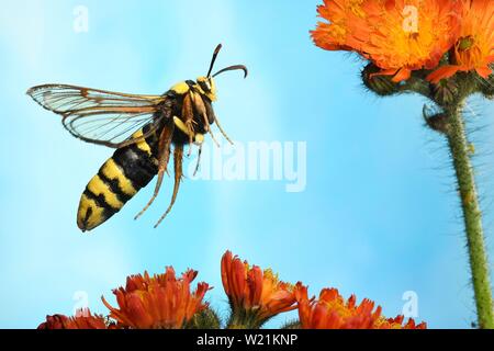 Hornet Moth (Sesia apiformis) en vol sur les fleurs de Fox-et-d'oursons (Hieracium aurantiacum), Allemagne Banque D'Images