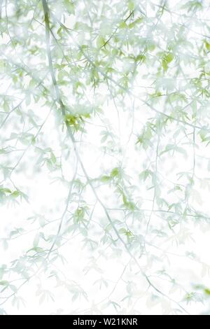 Le hêtre commun (Fagus sylvatica), branche avec feuilles vert tendre au printemps, une exposition multiple, High-Key, Saxe-Anhalt, Allemagne Banque D'Images