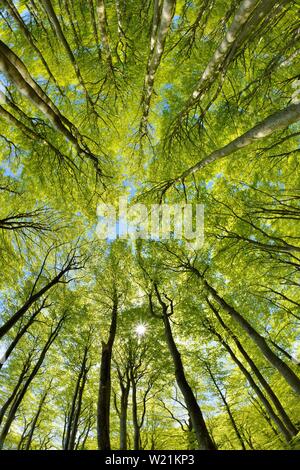 Sunny quasi-naturelle forêt de hêtres au printemps, en vue de la cime des arbres, étoiles, soleil, vert frais Stubnitz, parc national l'île de Rugen, Jasmund Banque D'Images