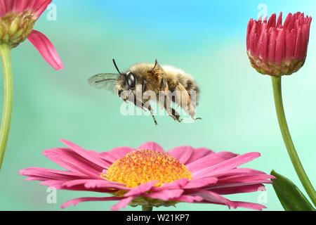 Hairy-Footed (Anthophora plumipes abeille fleur) en vol sur une marguerite (Leucanthemum), Allemagne Banque D'Images