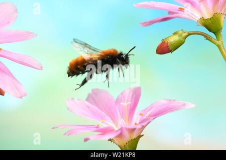 Tawny mining bee (Andrena fulva) en vol sur la fleur de Lewisia (Lewisia), Allemagne Banque D'Images