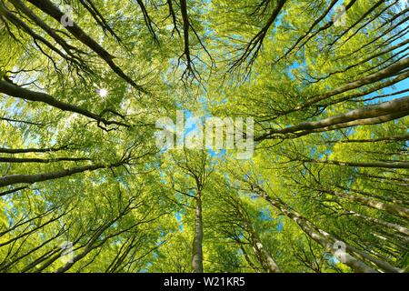 Sunny quasi-naturelle forêt de hêtres au printemps, en vue de la cime des arbres, étoiles, soleil, vert frais Stubnitz, parc national l'île de Rugen, Jasmund Banque D'Images