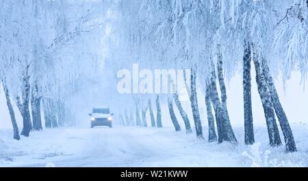 Location de la conduite sur route enneigée par birch avenue avec le givre et le brouillard, Burgenlandkreis, Saxe-Anhalt, Allemagne Banque D'Images