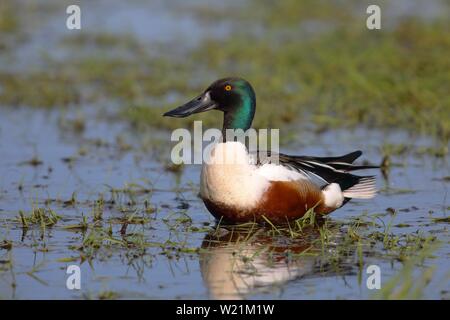 Le Canard souchet (Anas clypeata), Drake debout dans l'eau peu profonde, le lac Dummer, Basse-Saxe, Allemagne Banque D'Images