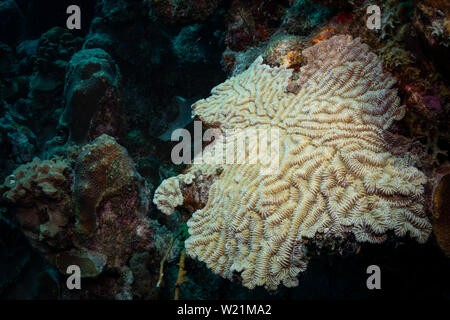 Maze (corail Meandrina meandrites) croissance sur le récif à Bonaire, Antilles néerlandaises Banque D'Images