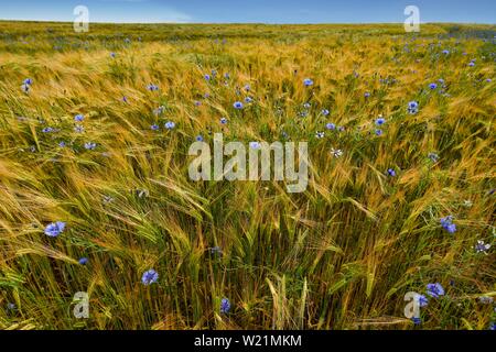 Bleuet (Centaurea cyanus) dans le champ de blé, Baden-Wurttemberg, Allemagne Banque D'Images