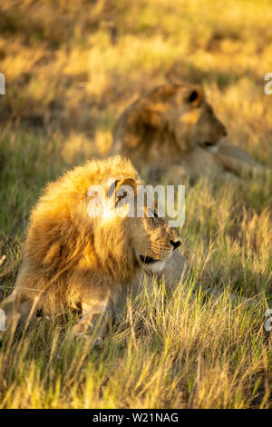 Deux lions à crinière lying in grass dans Mombo, Okavango Delta, Botswana Banque D'Images