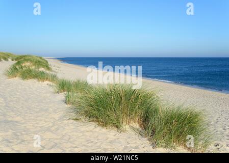 'Ammophile (Ammophila arenaria) à la plage, le coude en Liste, Sylt, le frison du Nord, mer du Nord, l'île de Frise du Nord, Schleswig-Holstein Banque D'Images