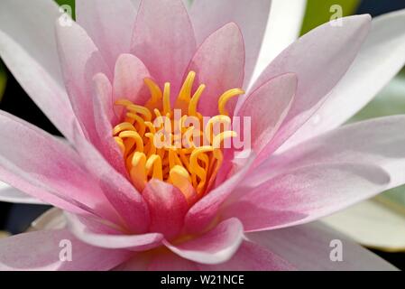 Nénuphar (Nymphaea), rose flower, close-up, en Rhénanie du Nord-Westphalie, Allemagne Banque D'Images