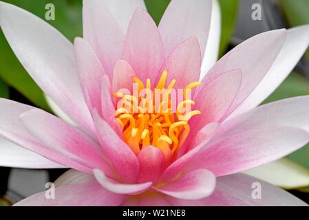 Nénuphar (Nymphaea), rose flower, close-up, en Rhénanie du Nord-Westphalie, Allemagne Banque D'Images