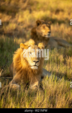 Deux lions à crinière lying in grass dans Mombo, Okavango Delta, Botswana Banque D'Images