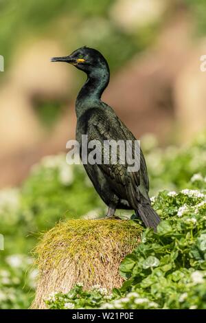 Shag commun (Phalacrocorax aristotelis), animal adulte sitting on grass hill, Hornoya, Finnmark, Norvège Banque D'Images