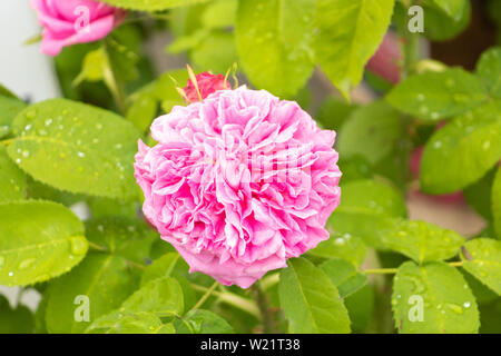 Provence, Rose Centifolia, Rose de Grasse, parfumeurs, Rose rose Mai Banque D'Images