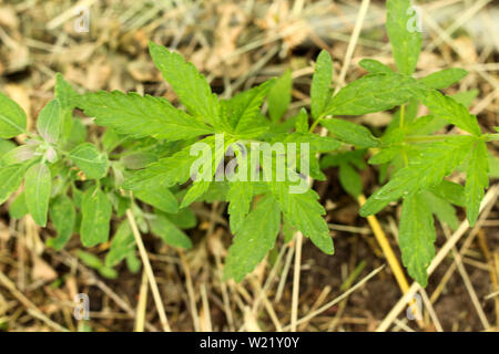 Close-up de la marijuana ou de plants de cannabis sur le chanvre industriel, ganja Plantation Canabis plantation ferme. Domaine de la marijuana, vue du dessus Banque D'Images