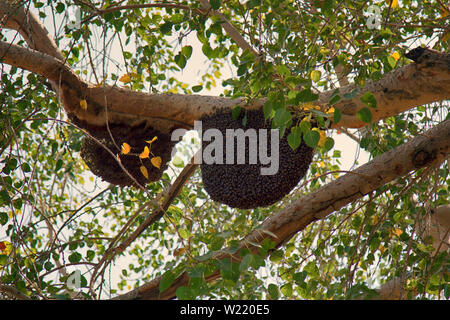 Essaim d'abeilles sur les branches d'arbres, le comportement d'essaimage, colonies, diamètre de nid d'abeilles cire sur compteur. Jaisalmer, grand désert indien Thar, parklan Banque D'Images