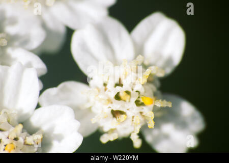 Blanc exquis petit fleuron de la Nord. Fenêtre sur monde d'ultra macro, toundra arctique supérieur Banque D'Images