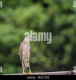 Night Heron roux dans un étang à la recherche de nourriture Banque D'Images