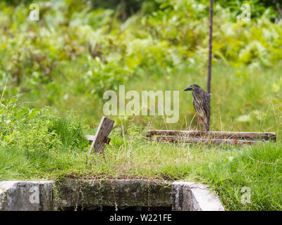 Night Heron roux dans un étang à la recherche de nourriture Banque D'Images