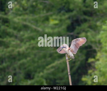 Night Heron roux dans un étang à la recherche de nourriture Banque D'Images