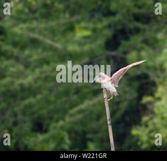 Night Heron roux dans un étang à la recherche de nourriture Banque D'Images