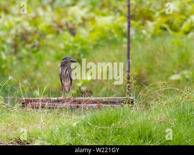 Night Heron roux dans un étang à la recherche de nourriture Banque D'Images